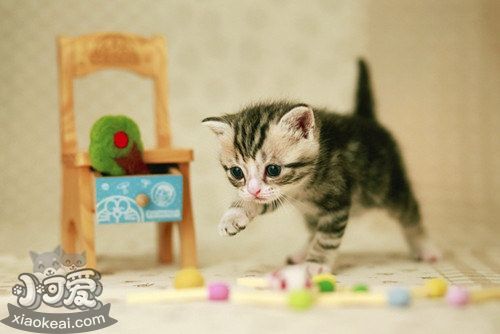 茶杯貓產(chǎn)后嘔吐怎么回事 茶杯貓生產(chǎn)后嘔吐原因介紹