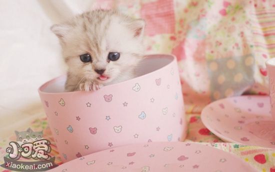 怎么確定茶杯貓是否懷孕 茶杯貓懷孕確認(rèn)方法