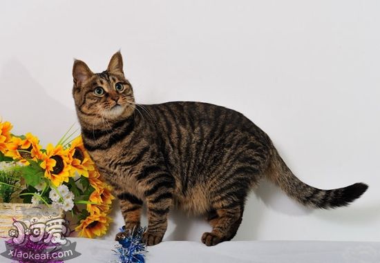 中國貍花貓奶貓多大斷奶 奶貓斷奶時間