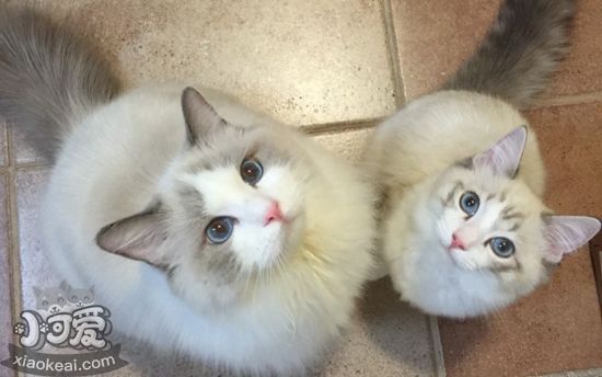 布偶貓產(chǎn)后如何護理 產(chǎn)后護理注意事項