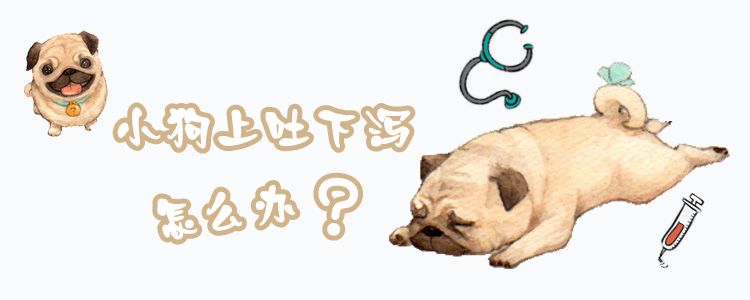 小狗上吐下瀉怎么辦