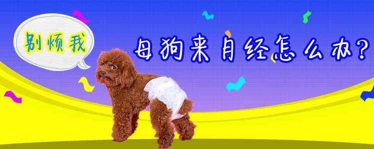 母狗來月經(jīng)怎么辦