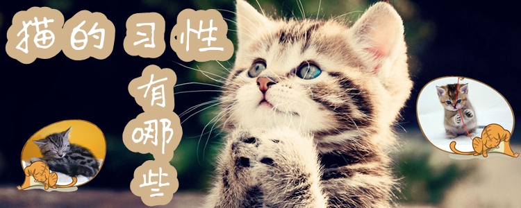 貓的生活習(xí)性和特點(diǎn)介紹1