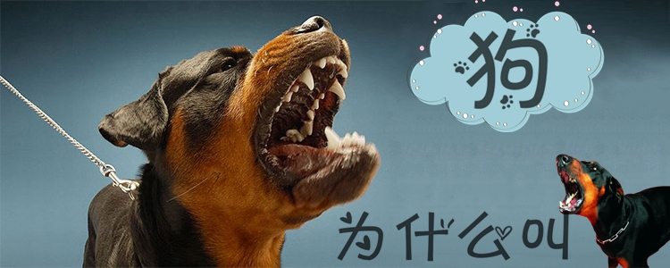 狗為什么會(huì)叫1
