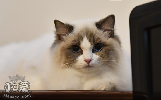 布偶貓產(chǎn)后怎么催乳 產(chǎn)后催乳四方法