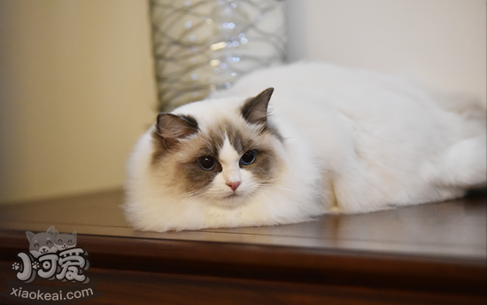 布偶貓?jiān)趺创_定懷孕 布偶貓懷孕確認(rèn)方法