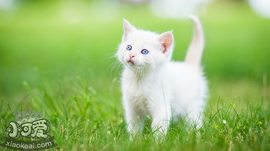 波斯貓產(chǎn)后不吃飯怎么辦 波斯貓產(chǎn)后不吃飯解決辦法