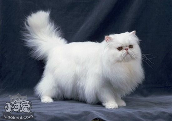 波斯貓懷孕怎么增加營養(yǎng) 波斯貓孕期營養(yǎng)補充