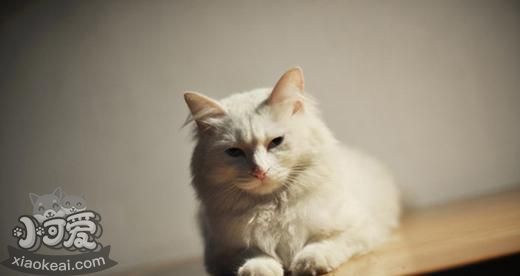 山東獅子貓絕育后怎么護(hù)理 絕育手術(shù)后護(hù)理方法