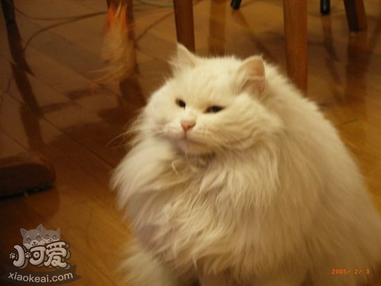 山東獅子貓?jiān)趺粗a(chǎn) 生產(chǎn)過程及助產(chǎn)方法介紹