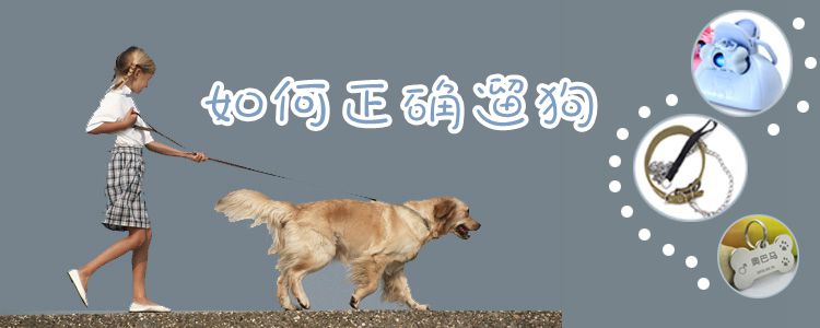 如何正確遛狗
