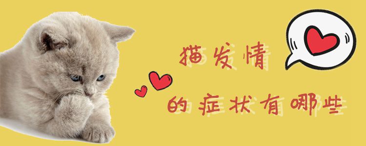 貓發(fā)情的癥狀有哪些