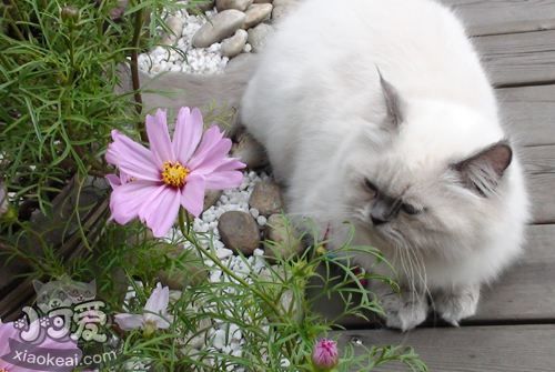 喜馬拉雅貓漲奶怎么辦 喜馬拉雅貓漲奶解決辦法