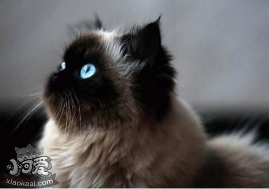 喜馬拉雅貓預(yù)產(chǎn)期怎么推算 預(yù)產(chǎn)期推算方法