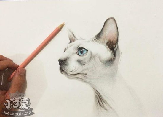 加拿大無毛貓難產(chǎn)怎么辦 加拿大無毛貓難產(chǎn)解決辦法