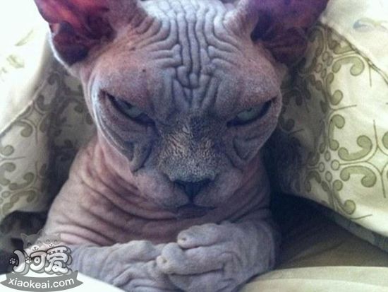 加拿大無毛貓怎么預防流產 加拿大無毛貓流產預防方法