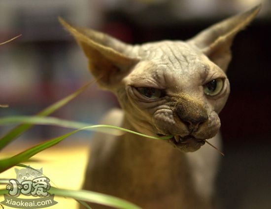 加拿大無毛貓產(chǎn)后出血怎么辦 產(chǎn)后出血解決辦法