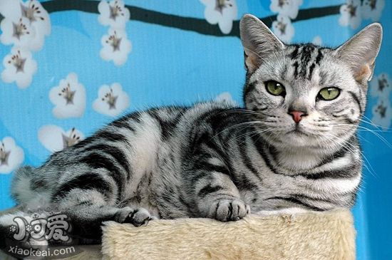 美國(guó)短毛貓幼貓什么時(shí)候斷奶 幼貓斷奶時(shí)間介紹