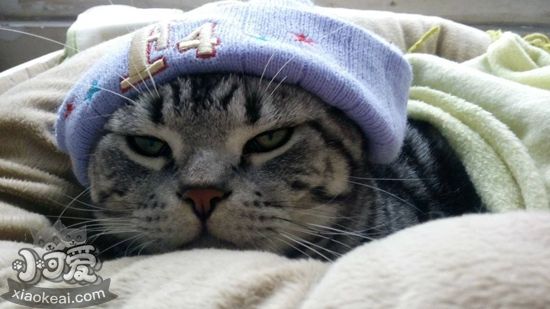 怎么給美國短毛貓接生 美國短毛貓生產(chǎn)接生知識