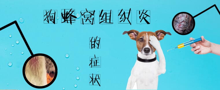 狗蜂窩組織炎的癥狀