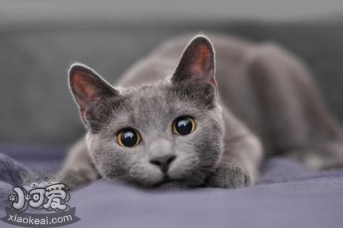 俄羅斯藍(lán)貓一窩能生幾只小貓