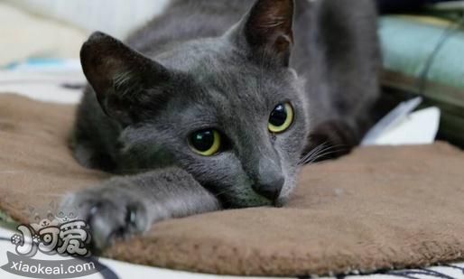 俄羅斯藍(lán)貓沒(méi)奶怎么辦 俄羅斯藍(lán)貓催乳方法