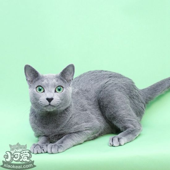 俄羅斯藍(lán)貓繁殖要注意哪些問(wèn)題 俄羅斯藍(lán)貓注意事項(xiàng)