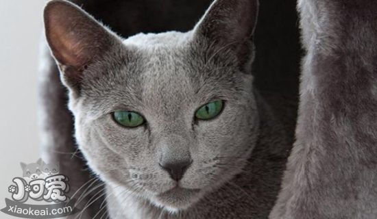 俄羅斯藍(lán)貓懷孕怎么照顧 俄羅斯藍(lán)貓?jiān)衅谧o(hù)理指南