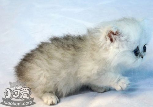 金吉拉貓發(fā)情有什么表現(xiàn) 金吉拉貓發(fā)情表現(xiàn)介紹