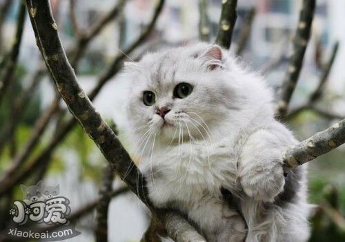 金吉拉貓幼貓用什么奶粉喂養(yǎng)