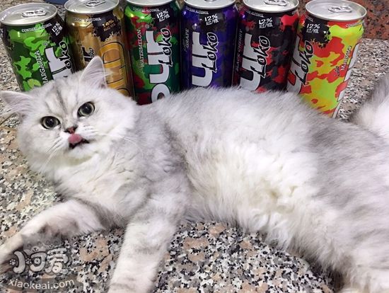 金吉拉貓產(chǎn)后要注意什么 金吉拉貓產(chǎn)后護(hù)理手冊