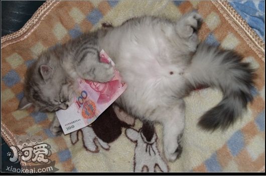 金吉拉貓什么時候絕育最好