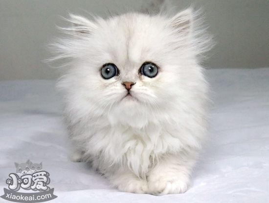 金吉拉貓難產(chǎn)怎么辦 金吉拉貓難產(chǎn)解決辦法