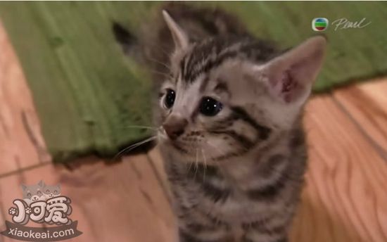 玩具虎貓繁殖障礙怎么回事 繁殖障礙詳細介紹