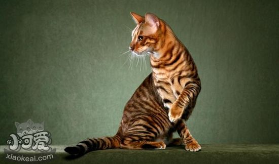 玩具虎貓難產(chǎn)有什么征兆 玩具虎貓難產(chǎn)征兆介紹