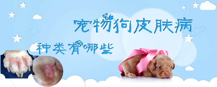 寵物狗皮膚病種類有哪些