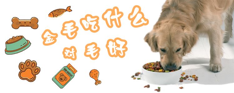 金毛吃什么對(duì)毛好