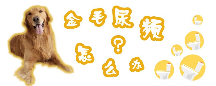 金毛尿頻怎么辦1