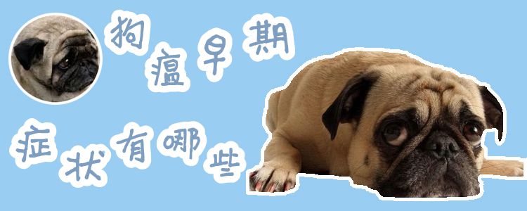 狗瘟早期癥狀有哪些1