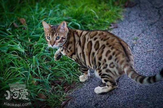 豹貓產(chǎn)房怎么做 豹貓產(chǎn)房制作方法