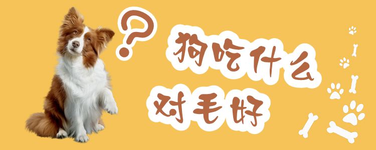 狗吃什么對毛好1