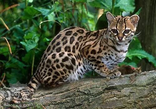 豹貓懷孕吃什么 豹貓懷孕飲食介紹