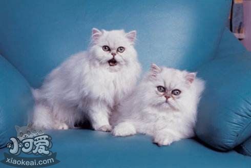 怎么幫助蒂凡尼貓撫育幼貓 蒂凡尼貓幼貓撫育方法