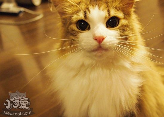 挪威森林貓初次交配要注意什么 初次交配注意事項(xiàng)