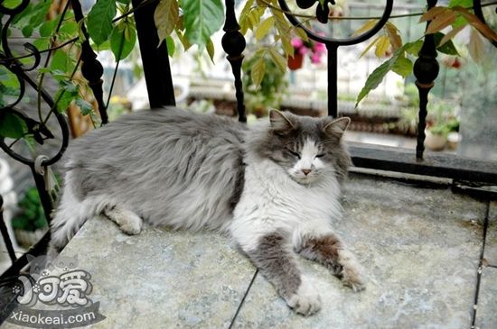 挪威森林貓孕期怎么吃 挪威森林貓孕期飲食介紹