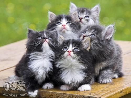 挪威森林貓產(chǎn)后怎么護(hù)理 挪威森林貓產(chǎn)后護(hù)理注意事項(xiàng)