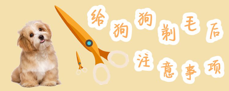狗狗剃毛后注意事項