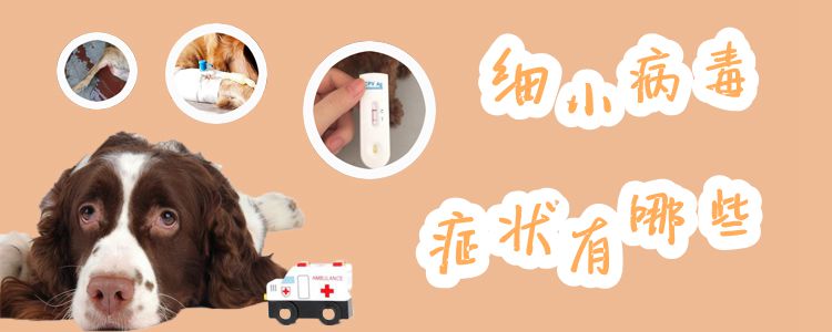 ?細小病毒癥狀有哪些1