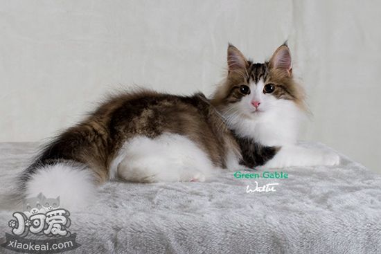 挪威森林貓產(chǎn)后缺鈣怎么辦 產(chǎn)后缺鈣癥狀及治療方法