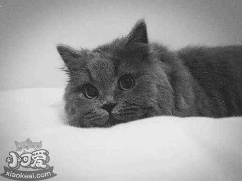 英國長毛貓難產怎么辦 英國長毛貓難產解決辦法